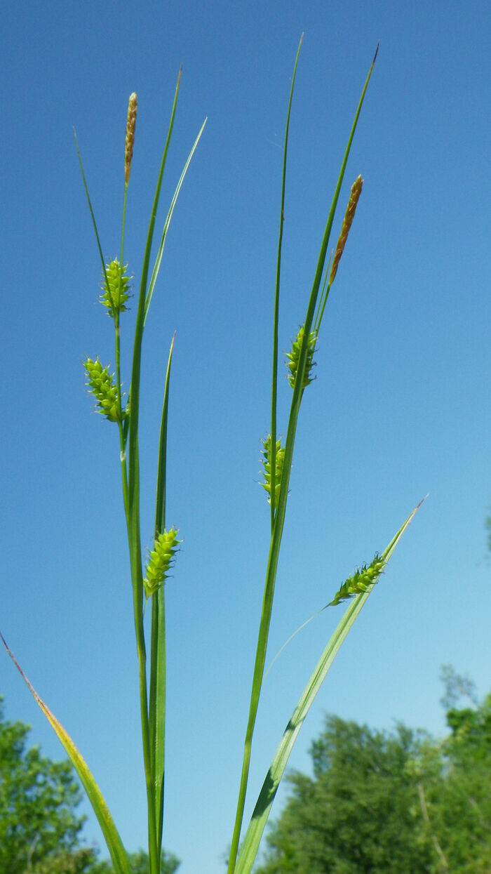 Flore de la Corse