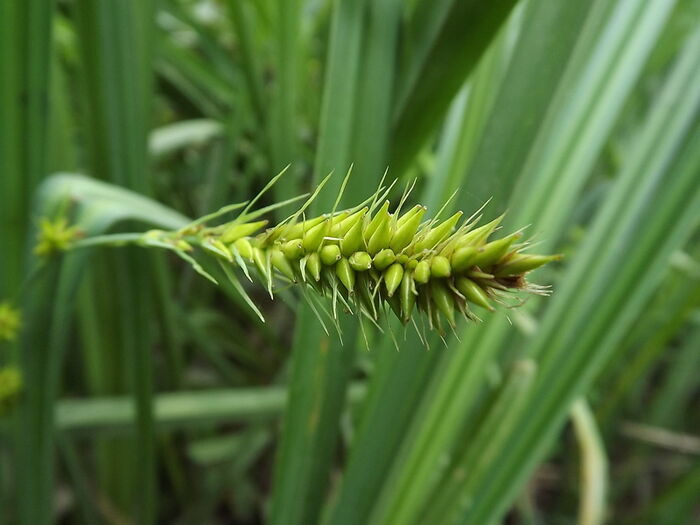 Flore de la Corse