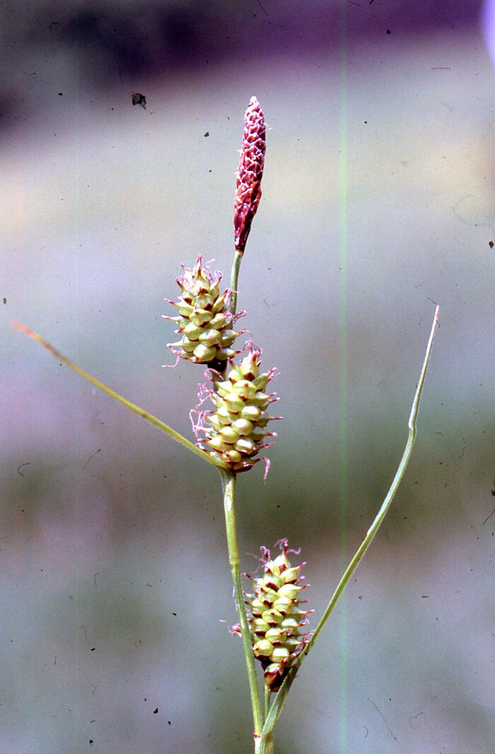 Flore de la Corse