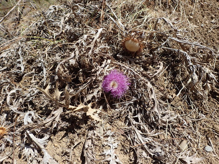 Flore de la Corse