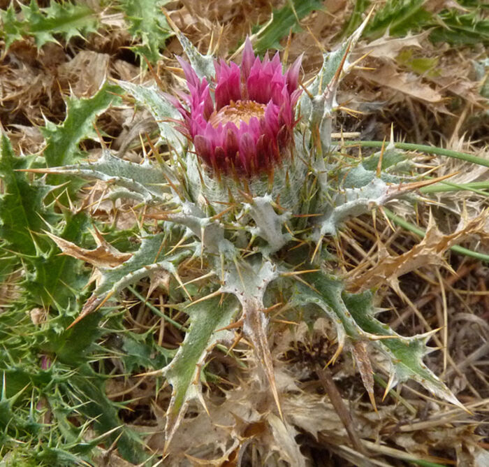 Flore de la Corse