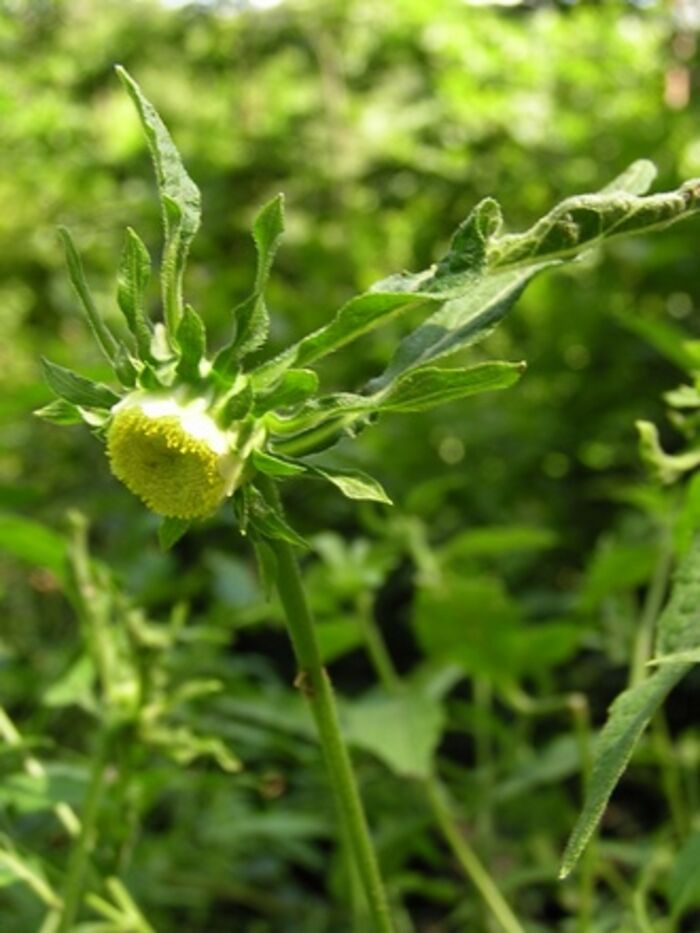 Flore de la Corse