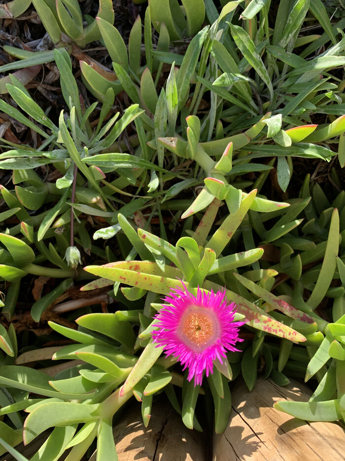 Flore de la Corse