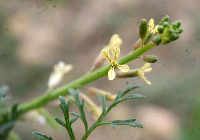 Flore de la Corse