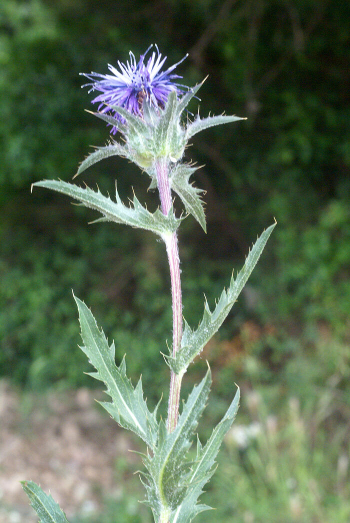 Flore de la Corse