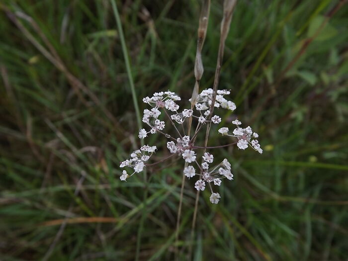 Flore de la Corse