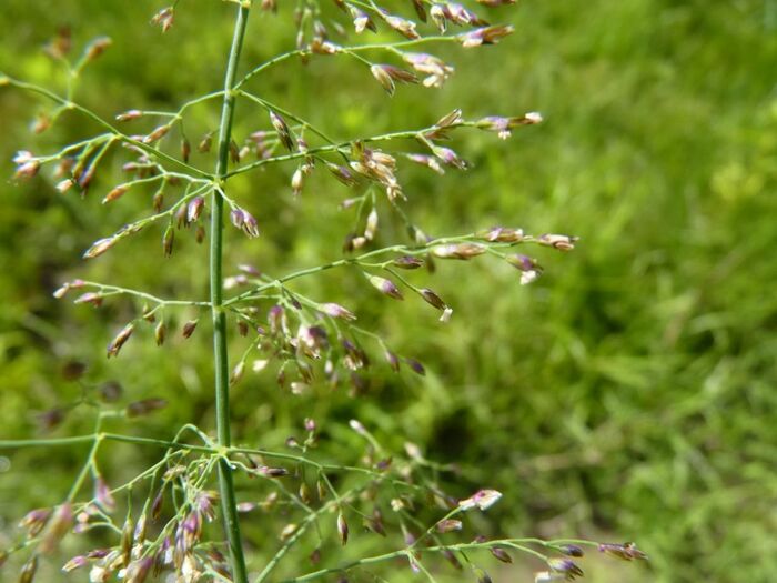 Flore de la Corse