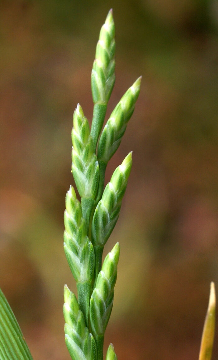 Flore de la Corse