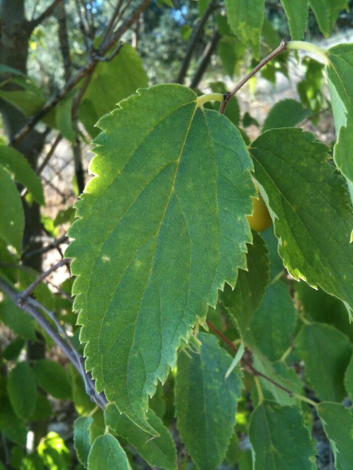 Flore de la Corse