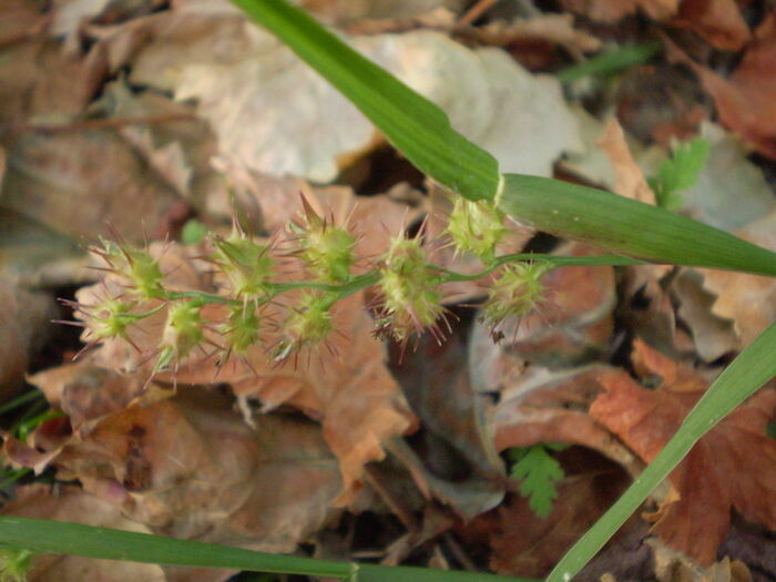 Flore de la Corse