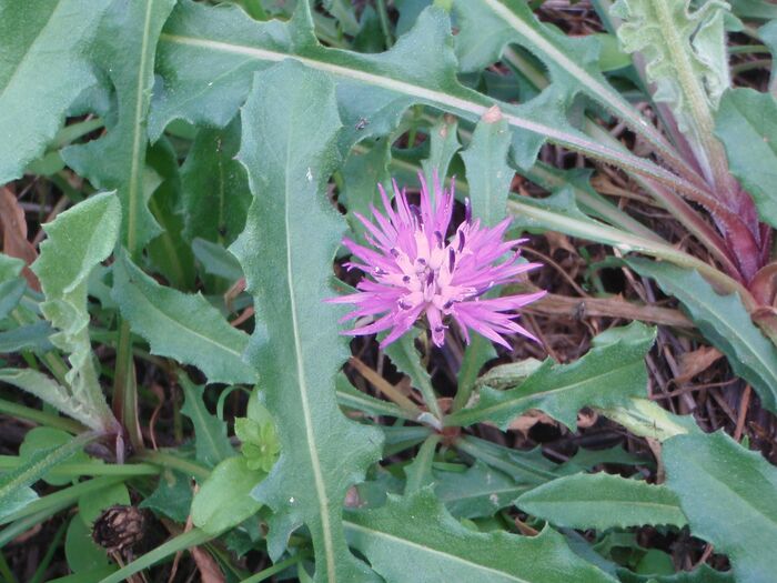 Flore de la Corse