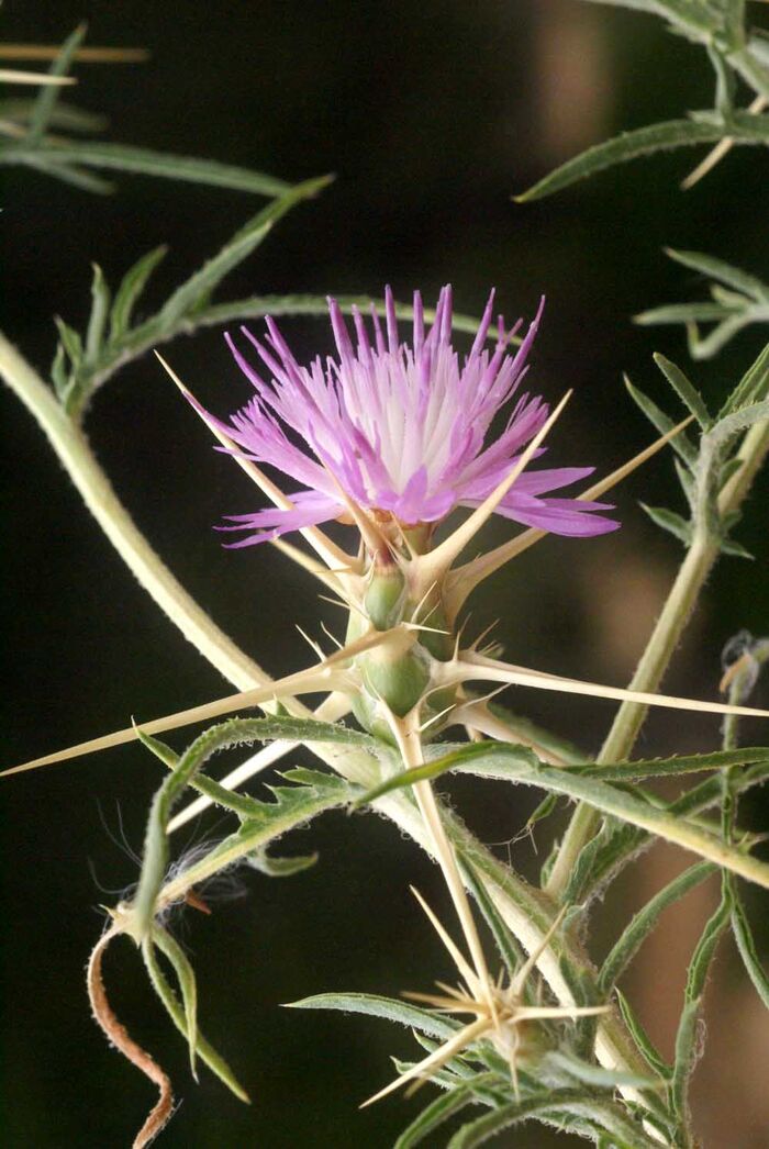 Flore de la Corse