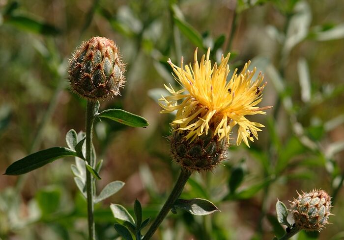 Flore de la Corse