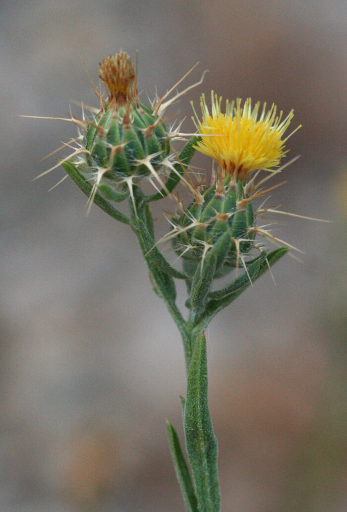 Flore de la Corse