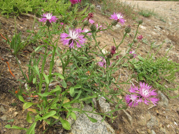 Flore de la Corse