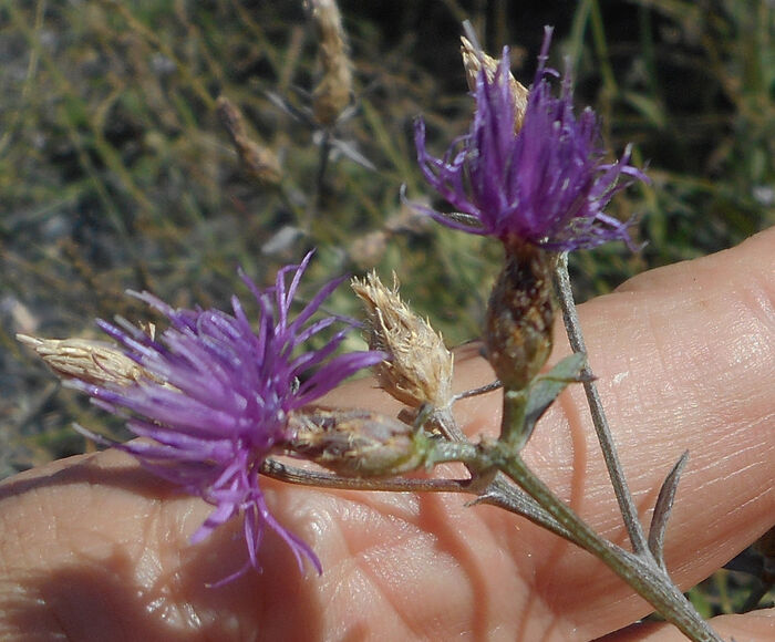 Flore de la Corse