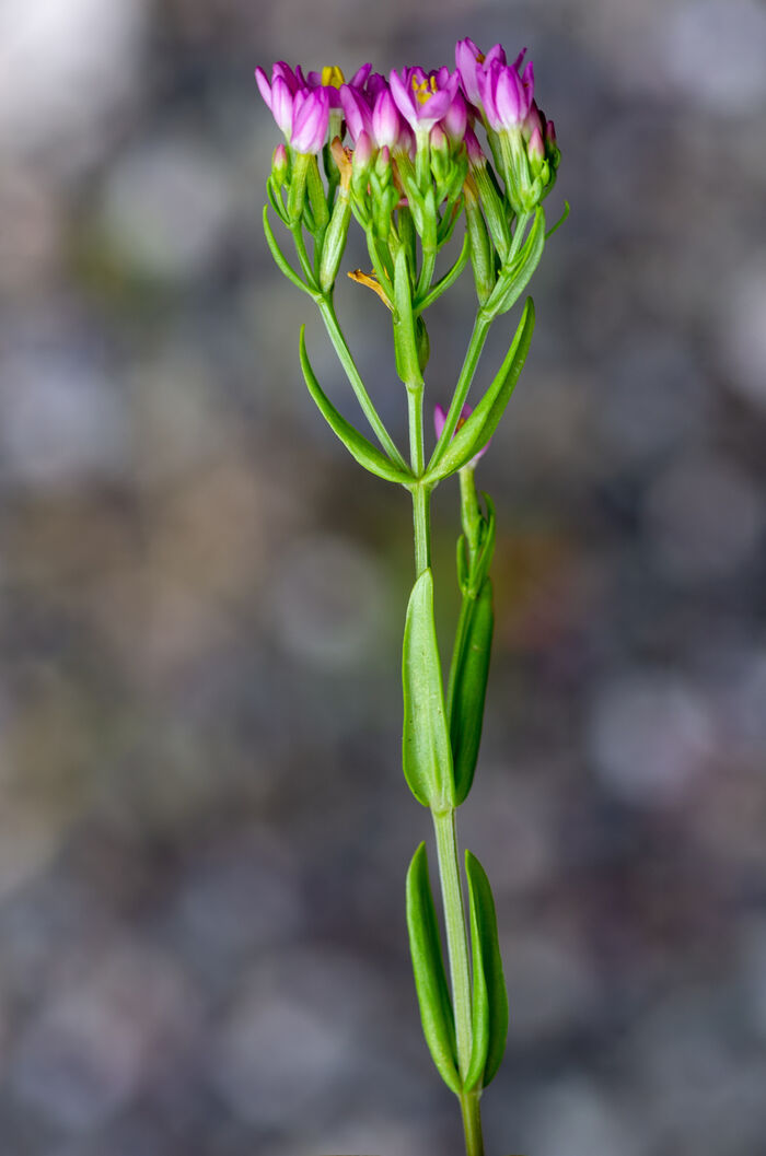 Flore de la Corse