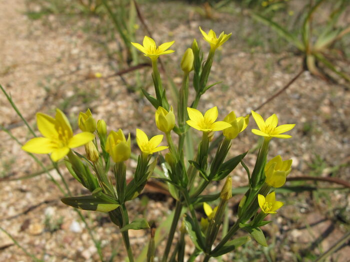 Flore de la Corse