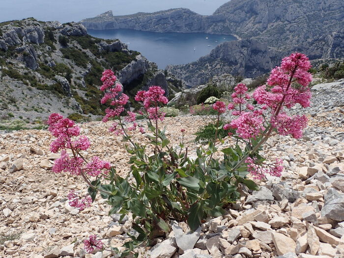 Flore de la Corse