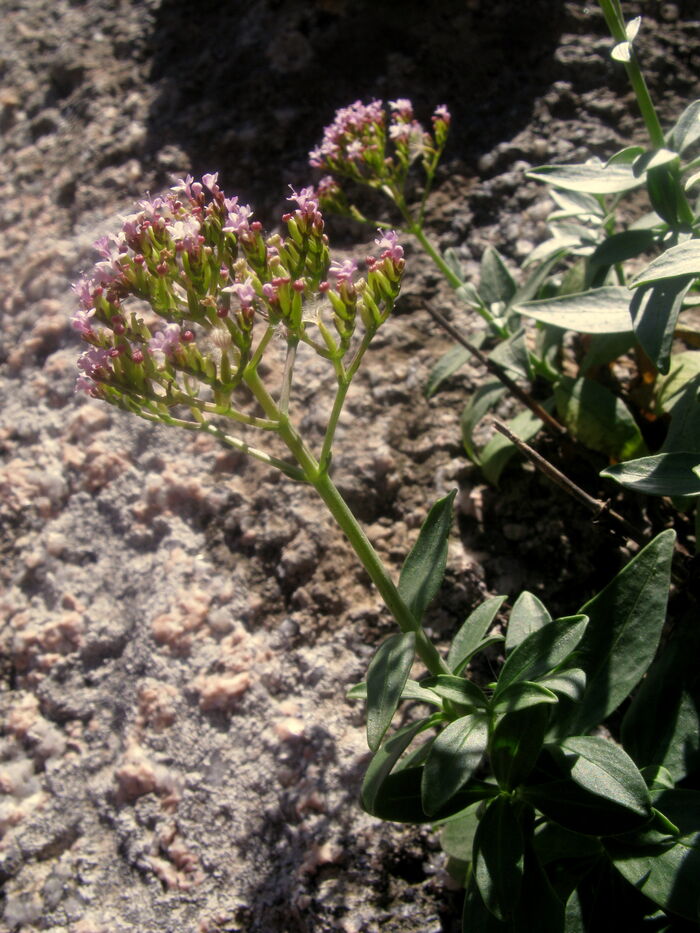 Flore de la Corse