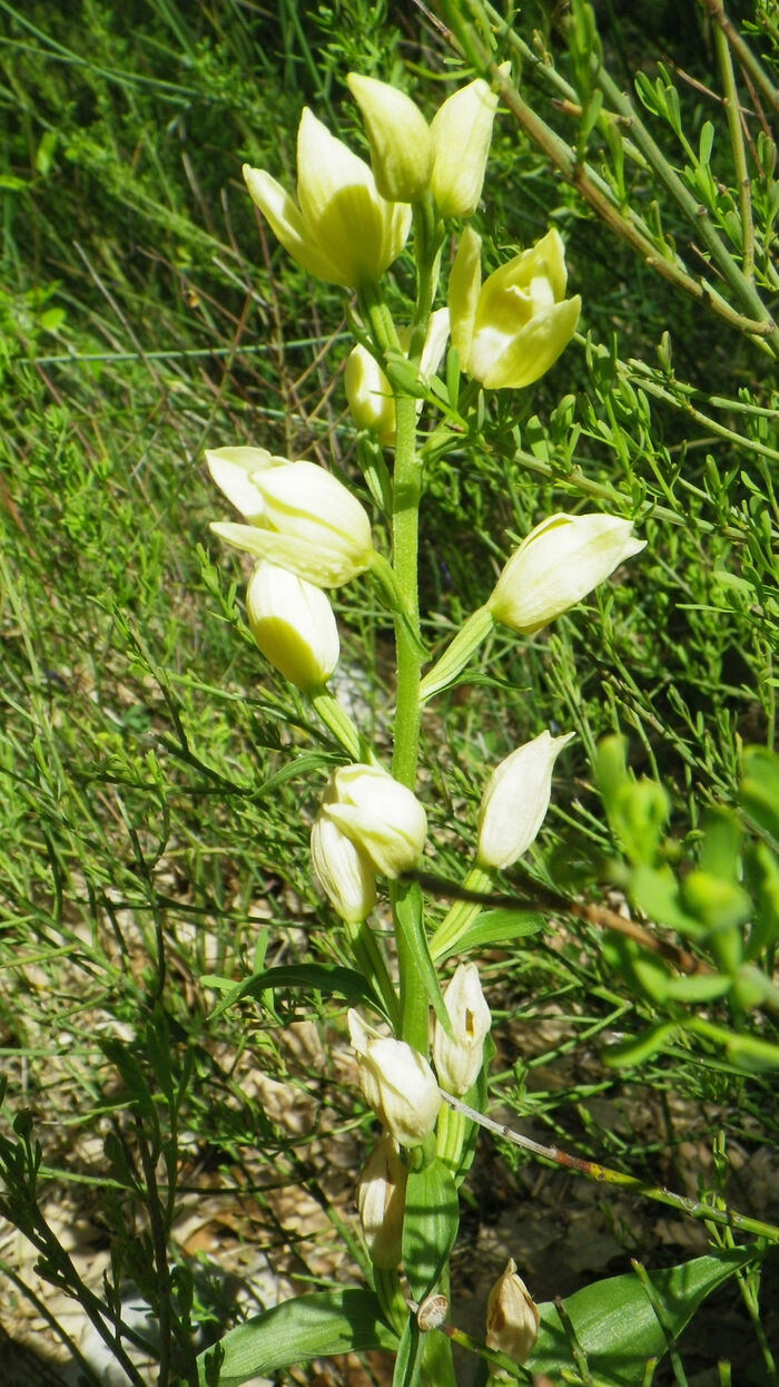 Flore de la Corse