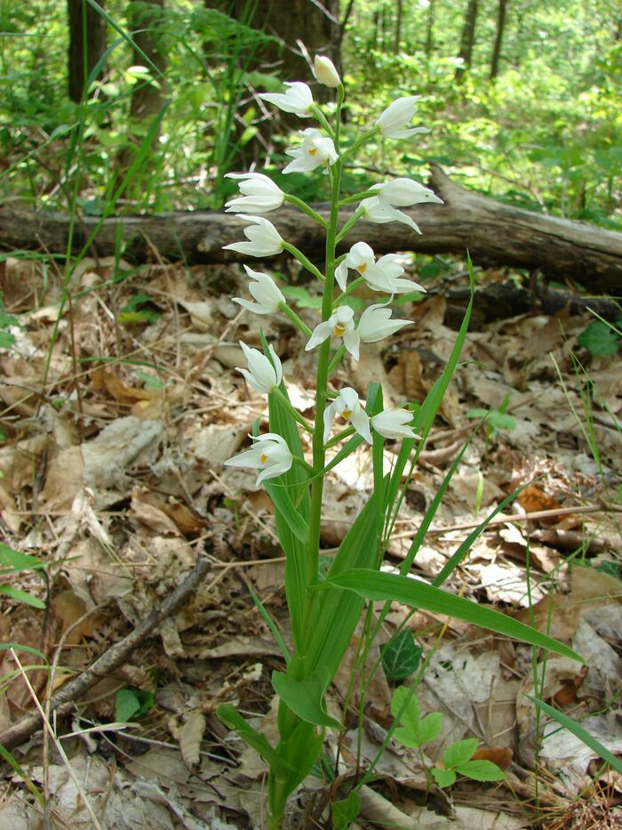 Flore de la Corse