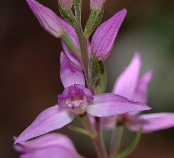 Flore de la Corse