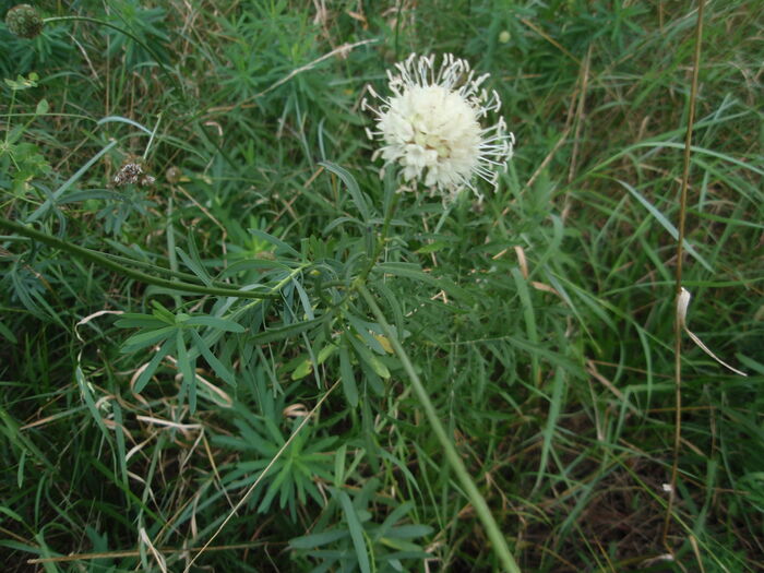 Flore de la Corse