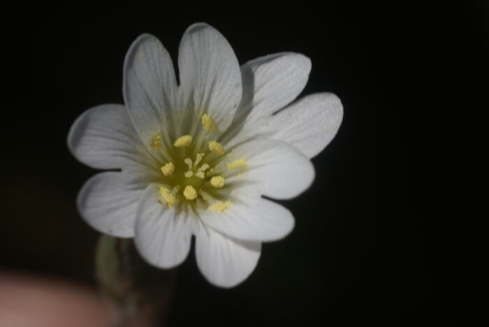 Flore de la Corse