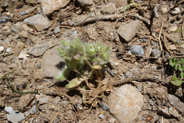 Flore de la Corse