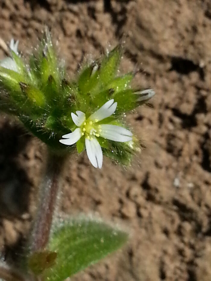 Flore de la Corse