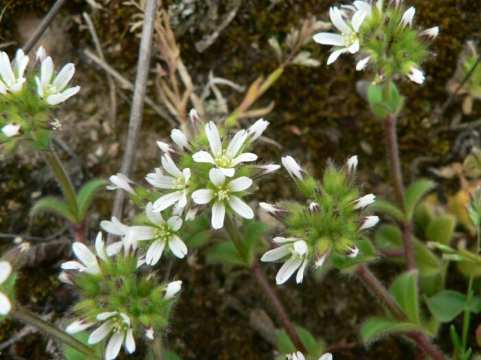 Flore de la Corse