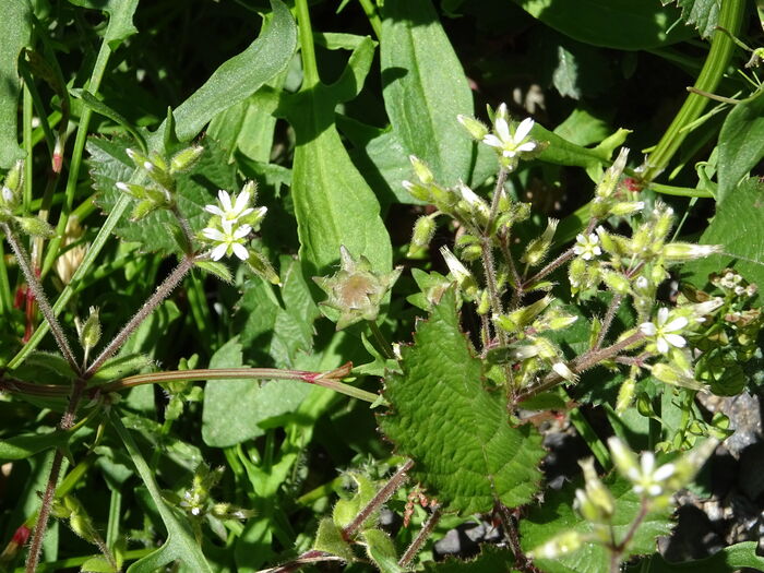 Flore de la Corse