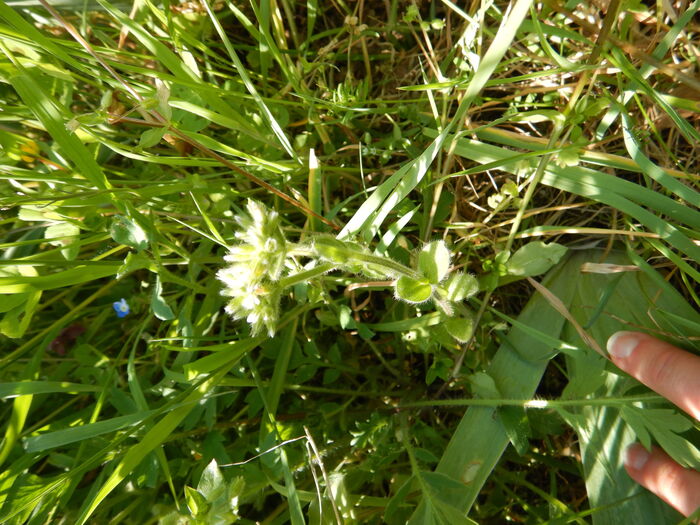 Flore de la Corse