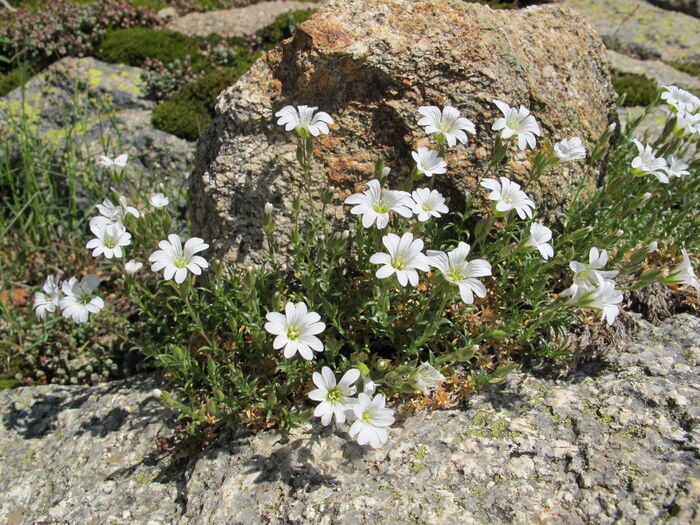 Flore de la Corse