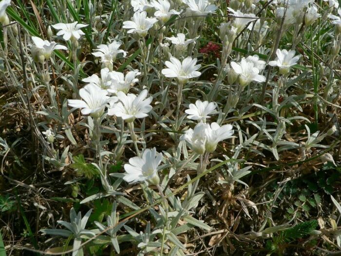 Flore de la Corse