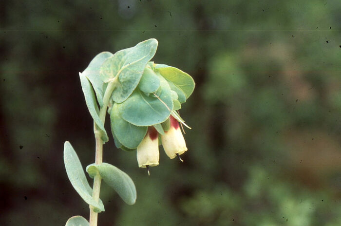 Flore de la Corse