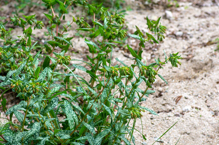 Flore de la Corse