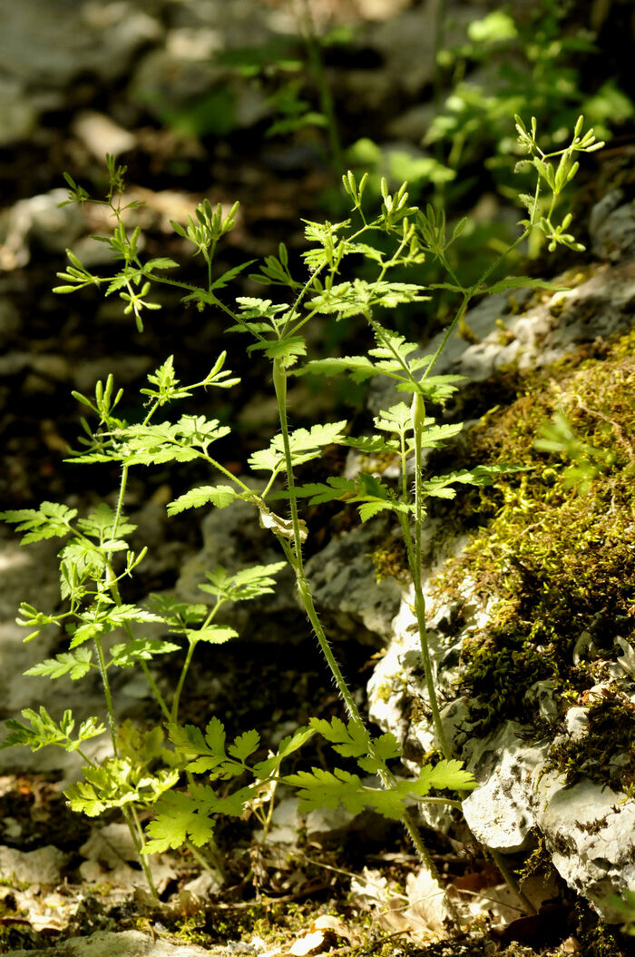 Flore de la Corse