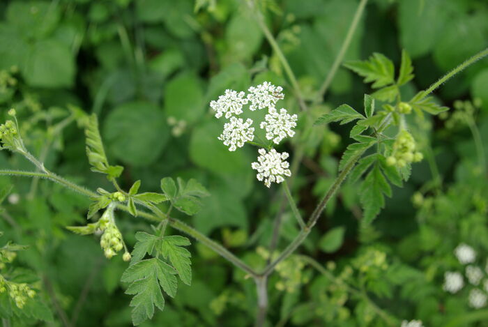 Flore de la Corse