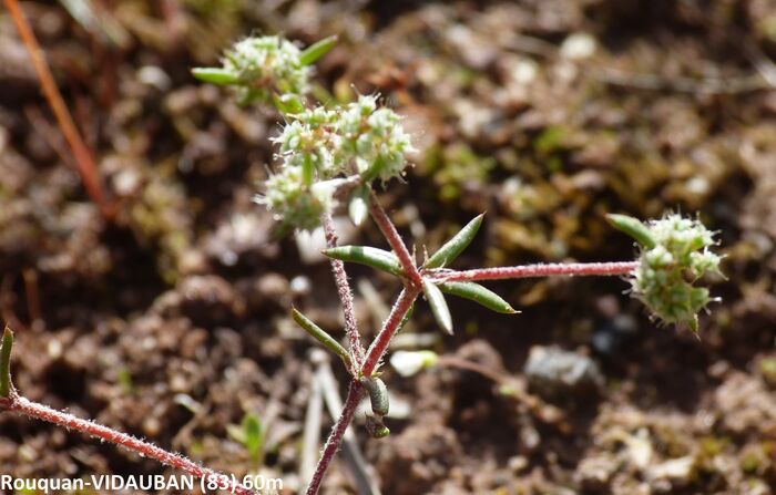 Flore de la Corse