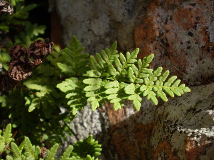 Flore de la Corse