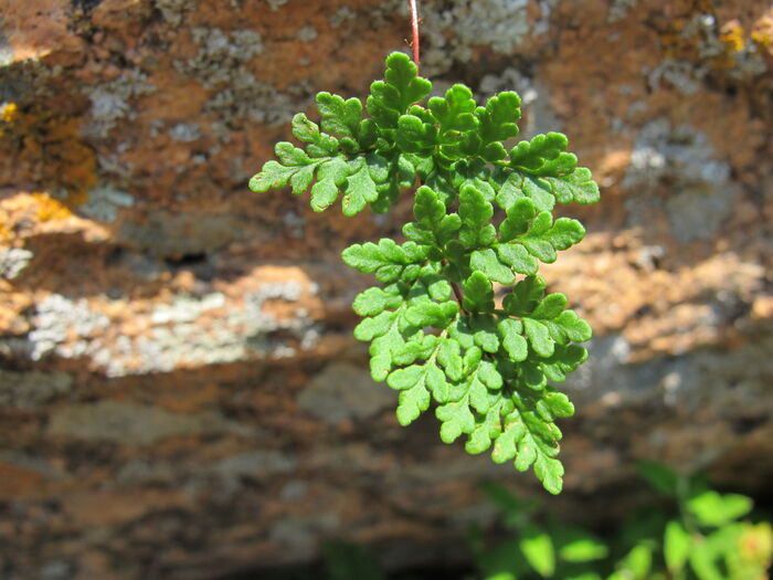 Flore de la Corse