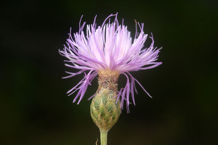 Flore de la Corse