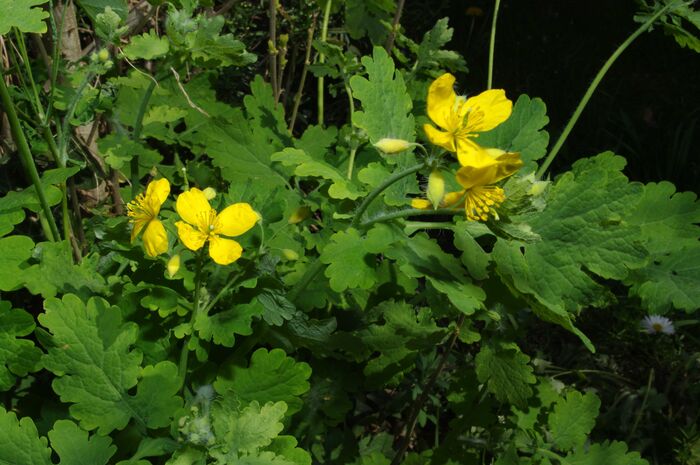 Flore de la Corse