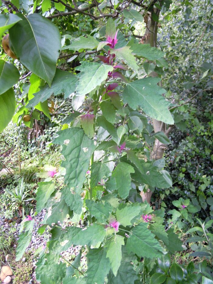 Flore de la Corse