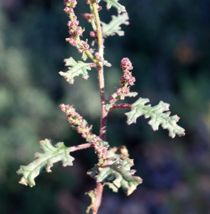 Flore de la Corse