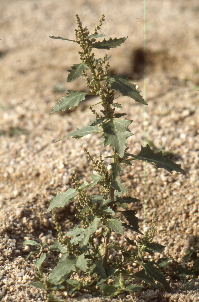 Flore de la Corse