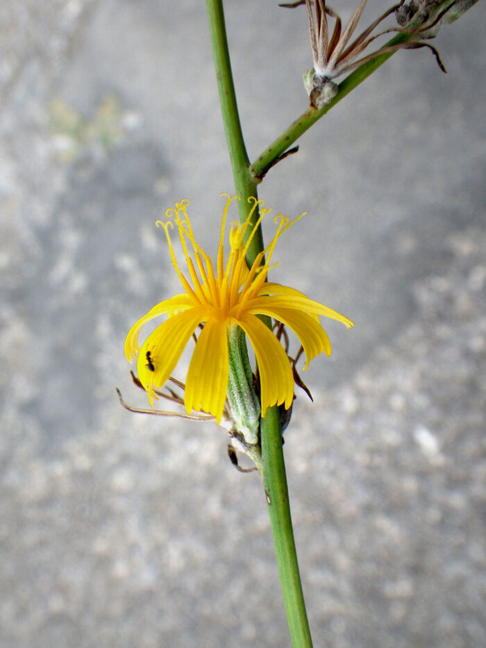 Flore de la Corse