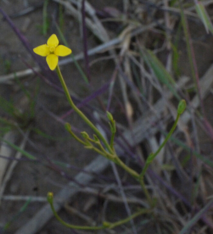 Flore de la Corse